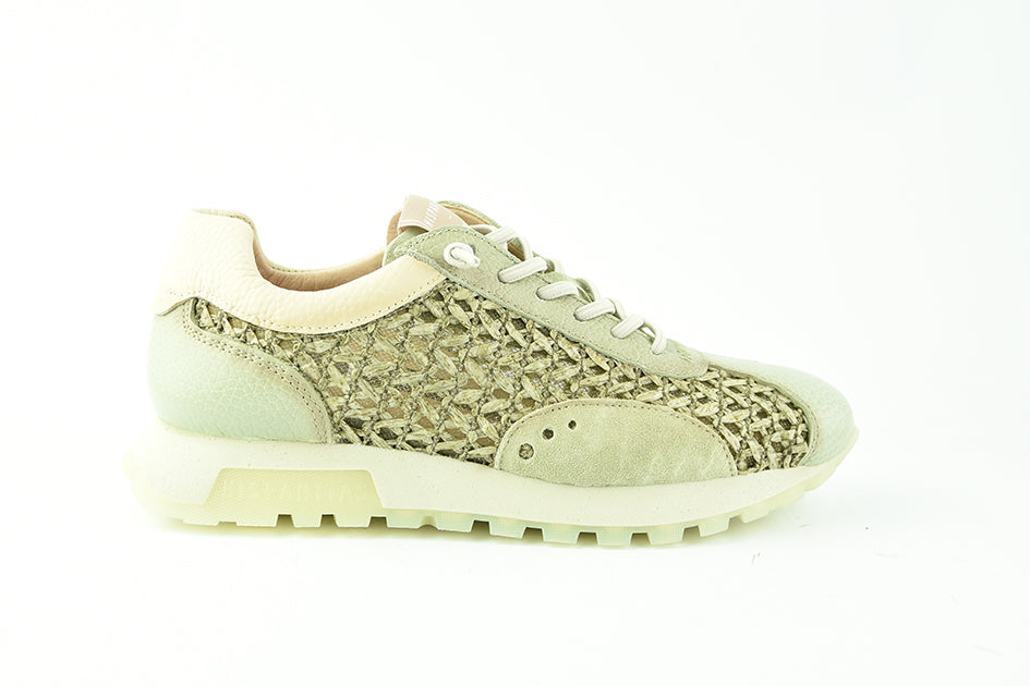 HispanitasRHV264741Alga__1